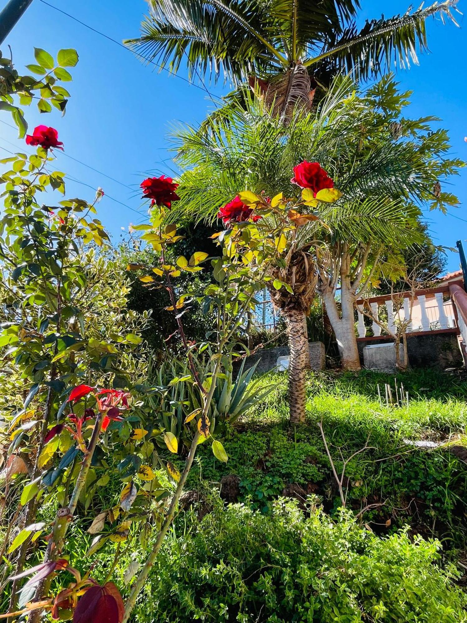 Hotel Cozy House Funchal  Esterno foto